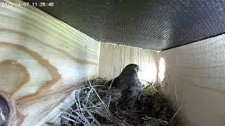 Black Redstart is busy #birds #cute