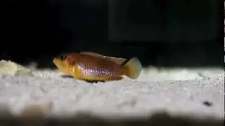 Ocellatus Gold - Tanganyika Cichlids-
