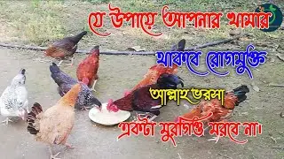 দেশি মুরগি সবসময় সুস্থ রাখার উপায় || আল্লাহর রহমতে আপনার খামার থাকবে রোগমুক্ত ||