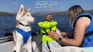 Щенок хаски и его малыши впервые на лодке! 🚤💙. [Уиндермир-Лейк-Дистрикт]