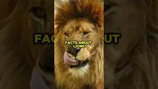 LIONS FACTS! #short #shorts #shortsfeed #shortsvideo #shortvideo #shortsviral #lion #facts