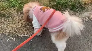 今日のゆめちゃん　2026/1/17