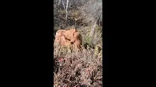 Highland Cows, Fall Walk Through Alaskan Wilderness