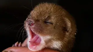 How Animals Sleep 💤  🦊🦉🐾 🐇 | Discover Wildlife | Robert E Fuller