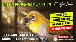 BELI OMBYOKAN BUXTONI BANTEN BUAT KITA CETAK