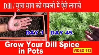 Dill:How to grow your spice in containers of home