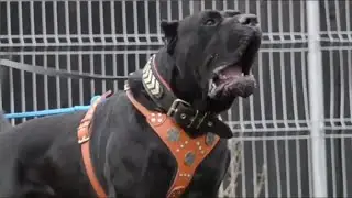 CaNe CoRSo DoG - Gladiator of Dog Breeds