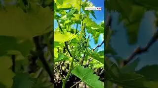 द्राक्ष स्टेटस 🍇❤ | Matoshri Farm NASHIK | @thevishaljadhav #matoshrifarm #thevishaljadhav #grapes