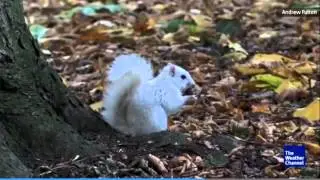 Rare White Squirrel Filmed In U.K.