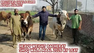 Heavy Weight Bacheray😍Shoq Wala Maal 2026 Kay Leay😎Visit Brothers Cattle Farm Sialkot😍