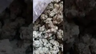 White Fire OG Kush