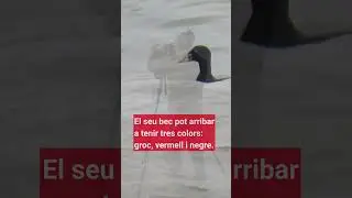 El Delta de l&rsquo;Ebre rep un nou visitant 🦆