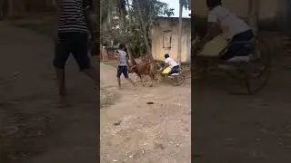 Village life #villagelife #viral #viralshorts #village #shortsviral #uttarakarnatakamandi #viral