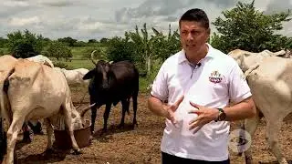 Aporte de la yuca en la nutrición de bovinos - La Finca de Hoy