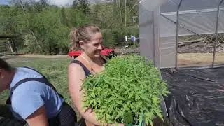 Closing up our high tunnel and planting tomatoes