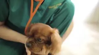 Vets - Forest Veterinary Group