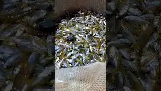 ചീനവലയിലെ ചാകര #cheenavala #fishing #chinesenet