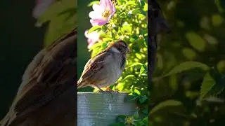 Eurasian Tree Sparrow Bird Call &mdash; Hear Its Tiny Alarm & Contact Chirp (Passer montanus) #birdsound