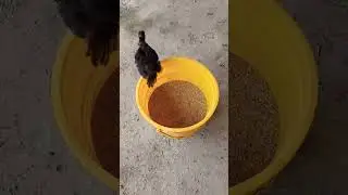 #chicken #hen #chicksgrowth #chicksbaby #love #chickgrowth #babychickshatching #chicks #fancychicks