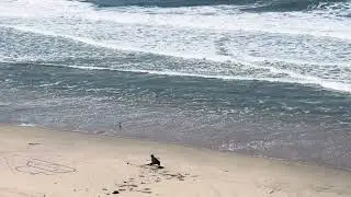 Healing Sounds Meditation - Torrey Pines Wave Warrior