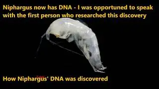 How Niphargus' DNA was discovered
