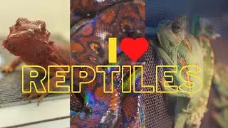 Sono stato alla fiera di Rettili - I love Reptiles Fiano Romano 20/11/22