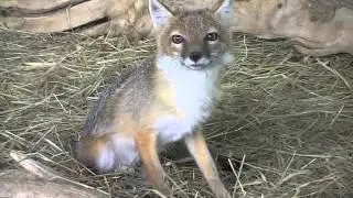 Swift Fox