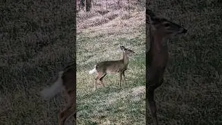 Hi deer 🦌☺️🌄 this #evening #GSM #WNC white-tailed deer Saturday good vibes