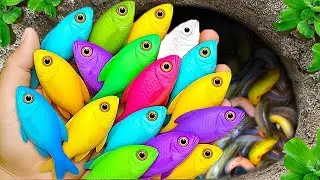 Catch beautiful aquarium fish in small pond baby turtles, eel, pencil fish, ping pong fish, tadpole.