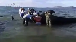 Beached whales in Mexico spark rescue operation