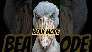 This Bird Has A Gun