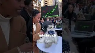#cat Savage cats roasting their owners on stock market reaction again! (Intel edition)