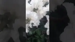 #beautiful#flower#pure#white#cyclamen#frill#