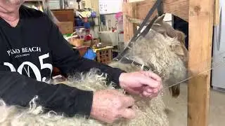 Shearing our Pygora fiber goat Norman