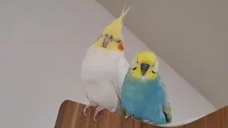 【母性(父性)】オカメインコがセキセイインコに母性（父性）本能が芽生えました