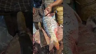 Amazing Huge Golden Carp Cutting Skills Live In bangladesh Fish Market With Huge Egg