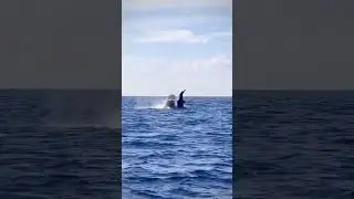 Mysterious Orca Behavior: Unexplained Launch into the Unknown! 🌊🐋