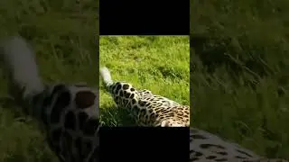#panthera #amazonwildlife #bigcats #conservation #blackpanther #zoo #africa #krugernationalpark