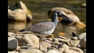 The Ibisbill: Unraveling the Mystery of Nepal's Himalayan River Ghost
