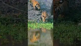 🔥🤓Wow super sighting|injoy ❤️ Most| trending|YouTube#shortvideo #viral #injoy