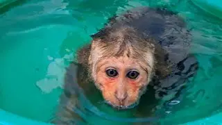 Very cute baby monkey swimming underwater
