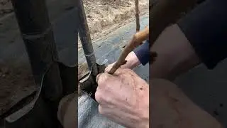 Как правильно выращивать малину ? #raspberry #растения #малина