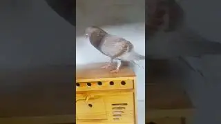 Ij : Kaka Monreker, ib : trah masa kini