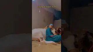 Last last moments  Memories #cow #vlogs #hfa #vlogs #cattlefarm #cattlefair #animals #love #pets