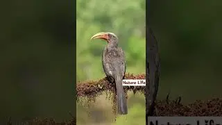 || Malabar Grey Hornbill !! || Bird || Nature ||