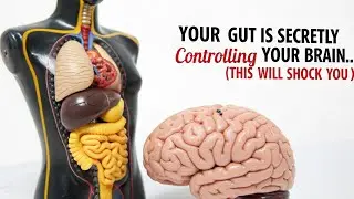 How Your Stomach Controls Your Mood & Mental Health | Bio AI Art