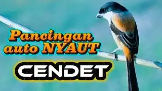 Masteran Kicau Pancingan CENDET Emosi GACOR Dor Nyaut Bunyi