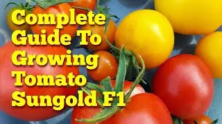 Complete Guide: Growing Sungold F1 Tomato; From Seed To Plate | The Movie