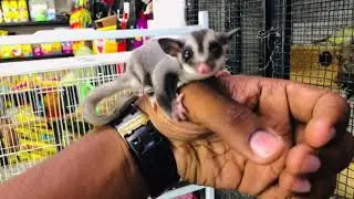 #sugarglider #sugargliderbaby #tamedsugarglider #exoticpetstore #petnationkochi