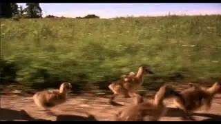 Fly Away Home (1996) - Goose
